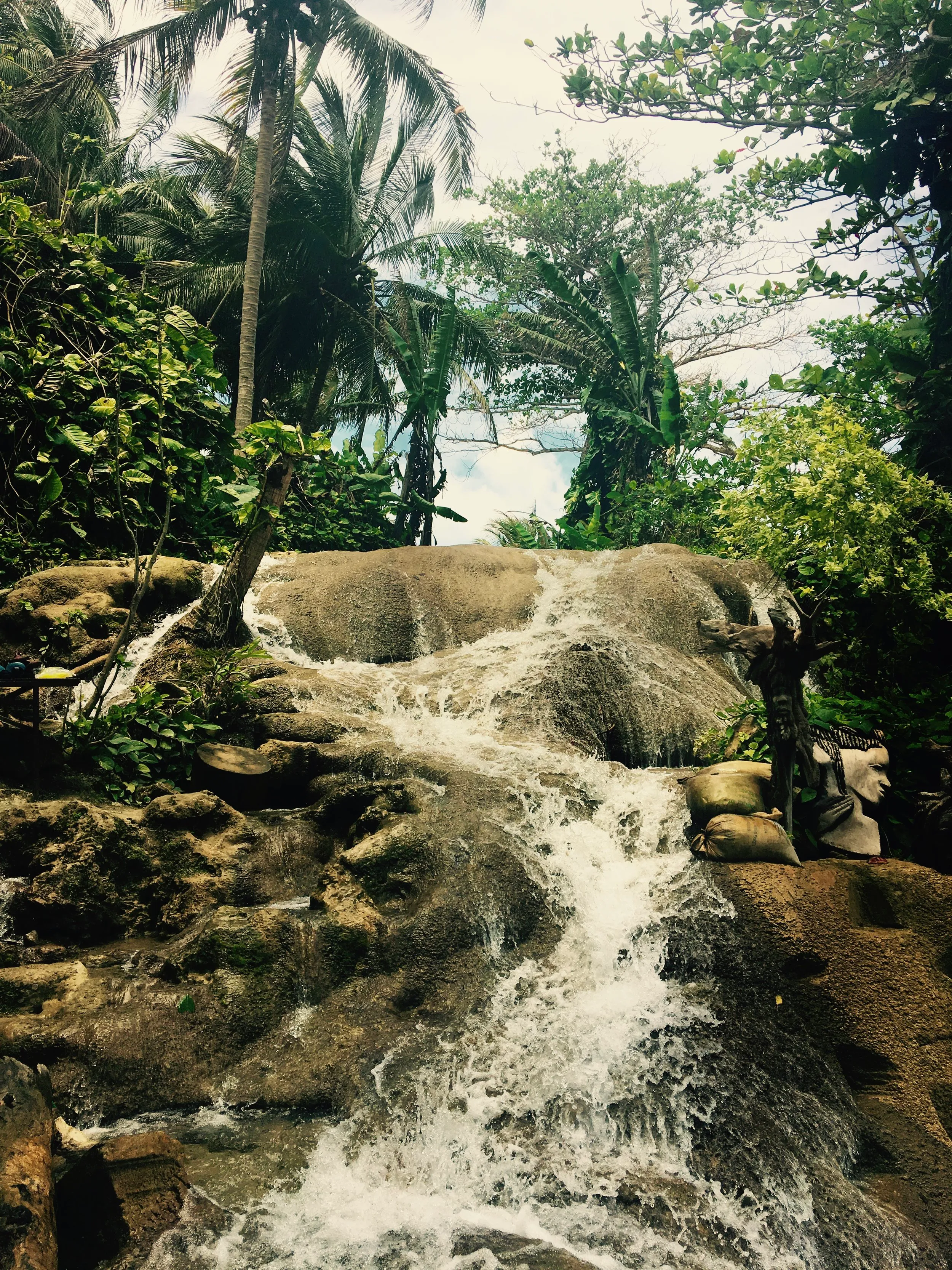 A small waterfall in a forest of tall palms.
