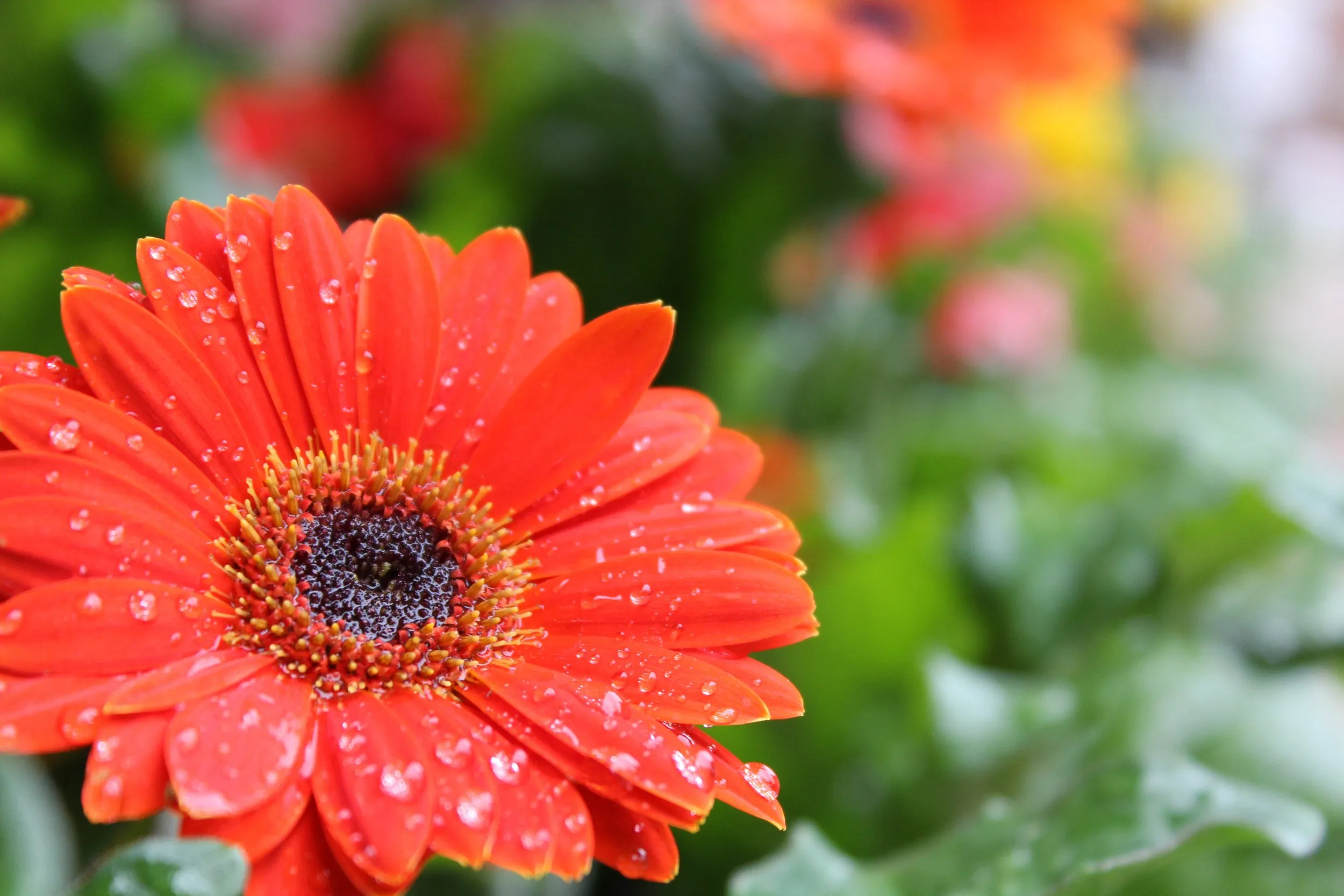 An orange gerbera, still wet.