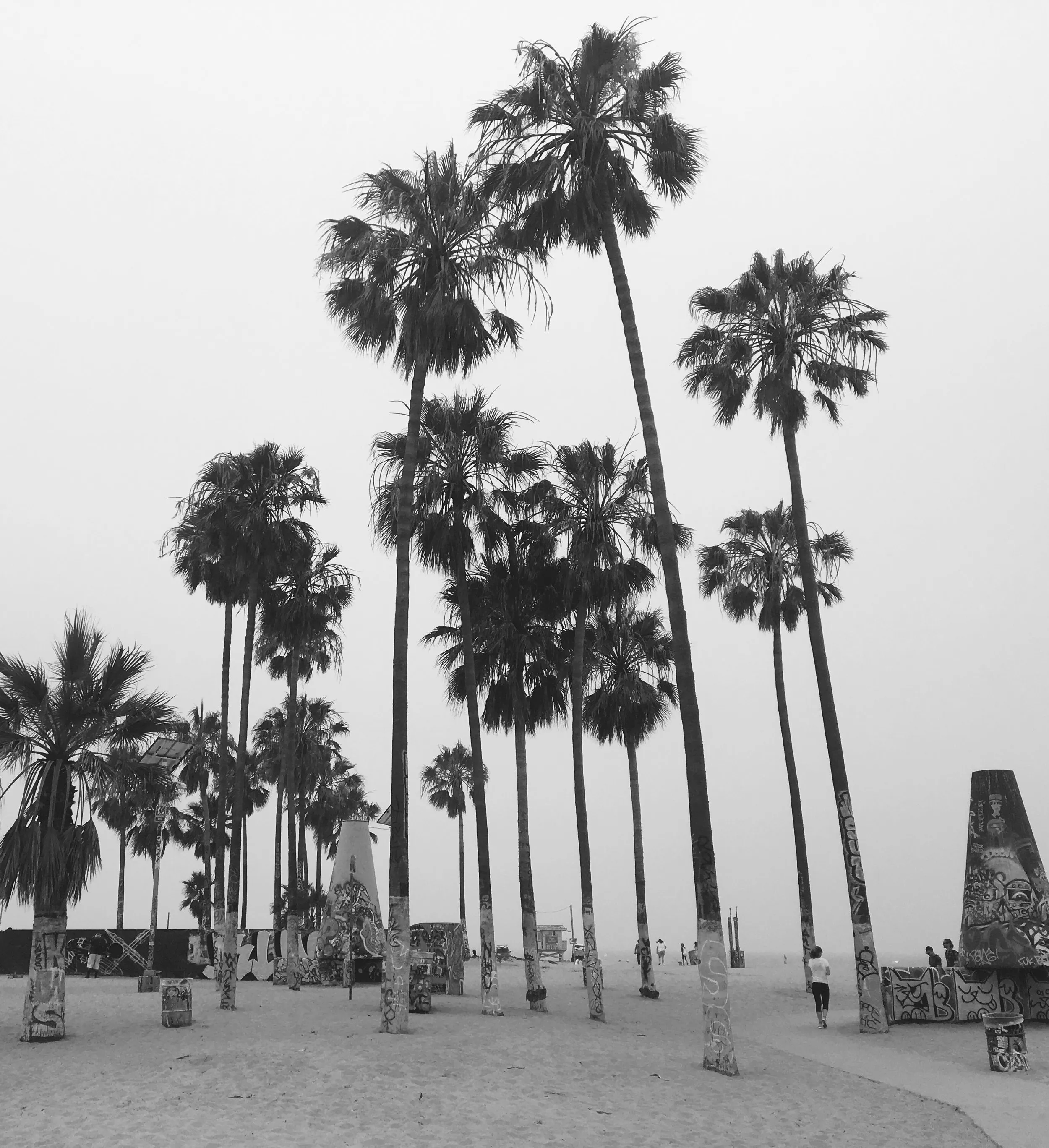 Tall palms, graffiti surfboards, black and white.