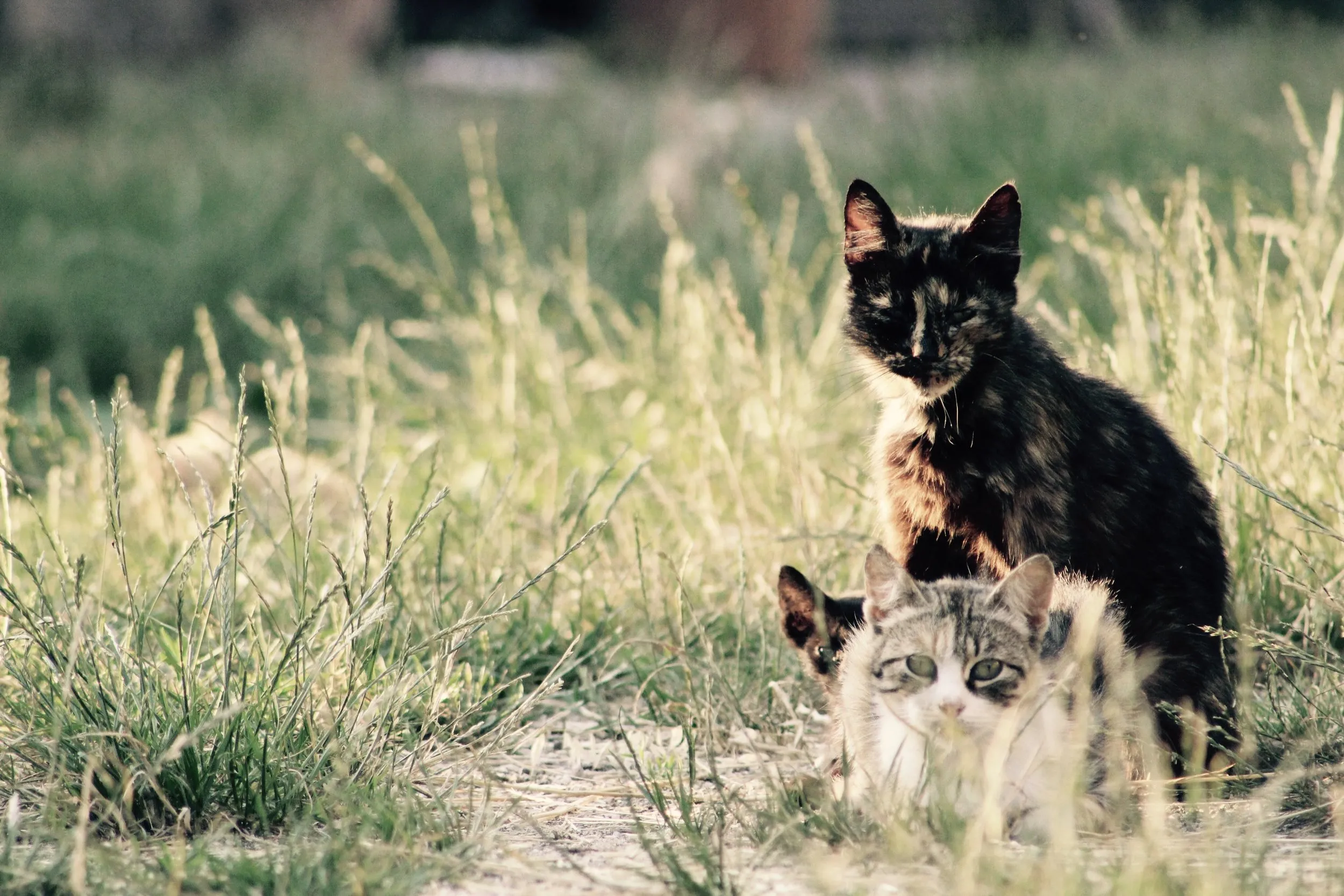 Two cats in tall grass, one keeping watch.